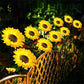 🌻 LIMITED-TIME 50% OFF! ✨ Sunflower Solar Lights – Auto On/Off, 14H Glow, IP65 Waterproof ☀️