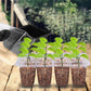 💎60% OFF! 💎 Germination Trays with Grow Light – Humidity Control, Transparent & Full-Spectrum Light 🌱💡